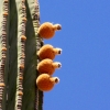 03-cactus-fruit