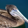 07-pelican