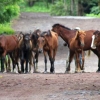 15_Herd_of_island_horses