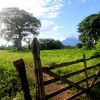 24_Field_on_the_isthmus_with_volcano_in_the_background