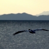 02_Pelican_in_flight