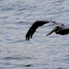 05_Another_giant_pelican