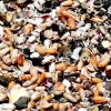 16_In_other_places_the_entire_beach_was_covered_with_millions_of_shells