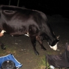 03-the-cows-startled-us-in-the-middle-of-the-night