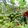 09-coffee-beans-ripening-on-the-plant