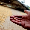 11-coffee-drying-on-the-roof-of-the-finca