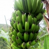 12-they-grow-bananas-between-the-coffee-plants-to-provide-shade