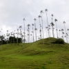 16-giant-wax-palms-the-national-tree-of-colombia