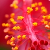 30-the-stamen-of-a-hibiscus