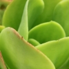 31-a-nice-green-flower