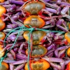 33-crabs-from-the-coast-for-sale-by-the-dozen