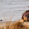 04-the-dead-rotting-carcus-of-a-sealion-washed-up-on-shore-we-saw-maybe-a-dozen-of-these-and-it-really-made-us-question-the-clenliness-and-safety-of-the-water