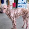 05-quite-possibly-the-ugliest-dog-in-the-world-it-wasnt-even-a-stray-the-owner-assured-us-that-the-look-was-all-natural