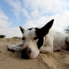 17-domino-snoozing-in-the-sand