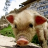 14-kacey-befriended-this-little-guy-but-i-stuck-to-my-ground-no-pigs-in-the-truck-no-matter-how-cute-they-are