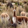 24-an-alert-vicuna