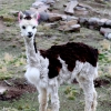 25-a-baby-llama-looking-a-bit-ragged