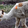 26-they-tie-colored-string-to-the-llamas-fur-to-identify-them