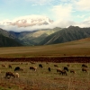 37-above-the-mines-sheep-graze-the-fields