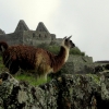 26-llamas-grazed-the-terraced-fields-surrounding-the-ruins