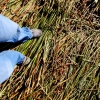 09-hard-to-believe-i-am-standing-on-a-pile-of-reeds