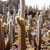 12-the-island-was-covered-in-tall-cactuses