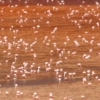 30-thousands-of-flamingos-feed-on-the-shrimp-that-live-in-the-shallow-waters-of-the-lake