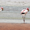 32-the-flamingos-are-pink-because-they-eat-so-many-pink-shrimp