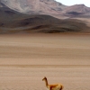 35-a-vicuna-in-the-middle-of-nowhere-i-have-no-idea-what-he-eats-cant-be-shrimp-becaue-hes-not-pink