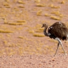 36-a-rhea-small-ostrich-like-bird