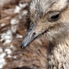 37-a-close-up-of-a-rhea-they-run-fast-and-do-not-fly