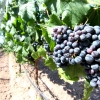 11-the-vines-were-weighed-down-by-heavy-bushels-of-grapes