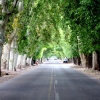 16-the-streets-were-shaded-by-the-enormous-trees-that-lined-them