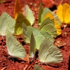 19-hundreds-of-buterflys-gatherd-in-the-same-mud-puddle-for-some-reason