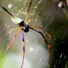 21-these-enormous-spiders-were-hanging-at-eye-level-right-above-the-trail