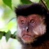 22-small-monkeys-were-everywhere-in-the-trees