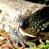 44-our-camp-site-was-crawling-with-animals-good-thing-the-tent-is-on-top-of-the-truck-and-not-on-the-ground