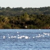 45-a-flock-of-white-birds-above-the-river-paraguay-with-the-shores-of-uruguay-in-the-background