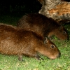 47-capivaras-big-hary-rodents-that-look-are-the-size-of-pigs