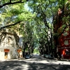 01-buenos-aires-a-tree-lined-street-in-the-polermo-neighborhood