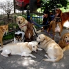 11-some-lazy-dog-walker-stopped-off-for-a-morning-coffee-while-all-these-poor-dogs-didnt-get-the-exercise-their-owners-paid-for