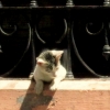 12-a-small-kitten-checking-out-whats-going-on-in-the-street