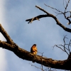 05-a-hawk-perched-above-our-camp-on-a-dead-tree