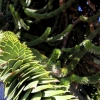 13-this-monkey-puzzle-tree-is-a-relative-of-the-pine-tree-but-has-scales-instead-of-needles