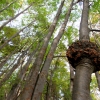 17-some-of-the-trees-had-strange-almost-cancerious-looking-growths