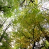 18-the-canopy-of-the-forest-let-little-light-through