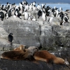 33-the-birds-had-to-share-the-island-with-a-family-of-sealions