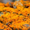 45-some-vibrant-orange-lichen-clung-to-the-rocks