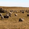 01-on-our-departure-from-tierra-del-fuego-we-saw-huge-herds-of-sheep-grazing-on-the-barren-tracks-of-land-that-dominate-the-northern-half-of-the-island