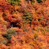 08-the-forest-was-a-wash-of-oranges-and-reds-autumn-in-patagonia